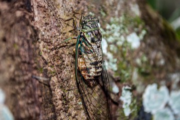  cicada on a tree trunk