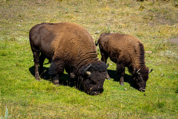 Couple of buffaloes in Yellowstone National Park, WY, USA