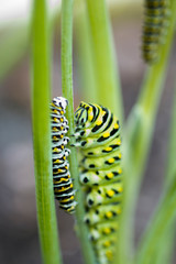 Caterpillar - Eastern Black Swallowtail - Dill Eater