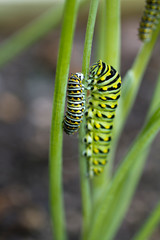 Caterpillar - Eastern Black Swallowtail - Dill Eater