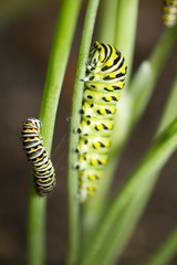 Caterpillar - Eastern Black Swallowtail - Dill Eater