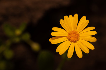 Yellow Flower with petals