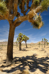 Fototapeta na wymiar Joshua trees and Gneiss Rocks in and around Joshua Tree national park bordering the Colorado and Mojave desert