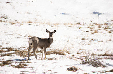 a deer in the field in Wyoming, USA