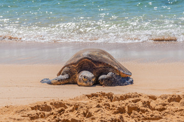 Sea turtle on sandy beach by edge of ocean
