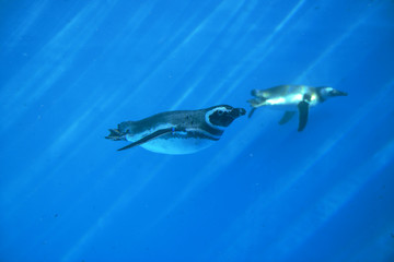 Fototapeta premium 水中のマゼランペンギン