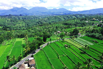 Fototapeta na wymiar Beautiful drone view of rice fields, seen from Petang Village, road to Kintamani, Bali.