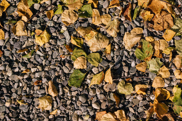 Leaves On Gravel