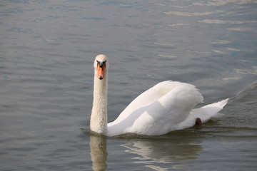 コブハクチョウ