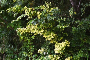 Yellow leaves of Japanese Zelkova / When autumn approaches, the leaves change colors and the scenery changes beautifully.
