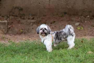 beautiful spring portrait of adorable gray and white shih tzu in the blossoming park