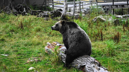 Big and huge  grizzly bear sitting on the log and posing close up on green grass background.