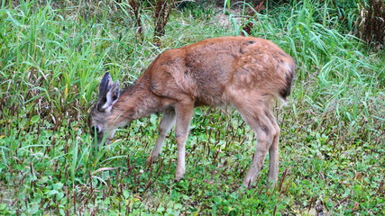 Naklejka na ściany i meble Baby Columbian Black-tailed Deer grazing on meadow near the forest close up.