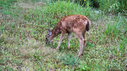 Baby Columbian Black-tailed Deer grazing on meadow near the forest close up.