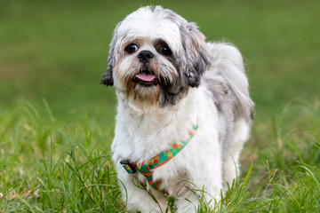 beautiful spring portrait of adorable gray and white shih tzu in the blossoming park
