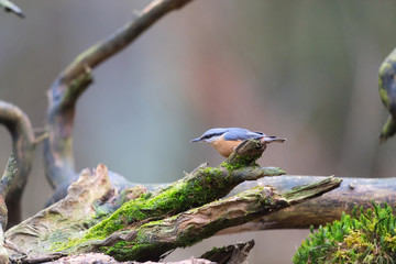 Eurasian nuthatch in nature