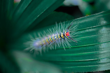 Close-up of a yellow-black small slug worm that lives on green leaves.Shallow focus effect.
