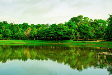 Beautiful shadow of green tree on river, Green leaves bush with reflected shadow, Nature tree with bright sun light and clear sky background