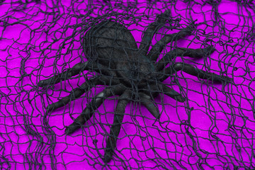 Black toy Spider on bright purple background, covered with creepy black cotton web cloth. Halloween Holiday decoration concept.