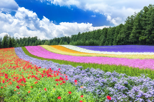 北海道・中富良野町 初夏の花畑（ファーム富田）の風景