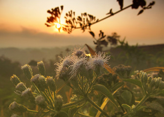 sunset over field