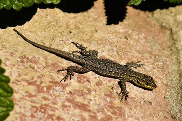 Chilean Lizards 
