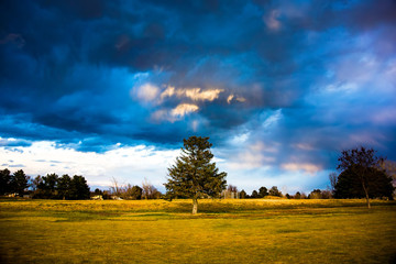 Fototapeta na wymiar Pine Tree in Park Beneath Dramatic Clouds at Sunset