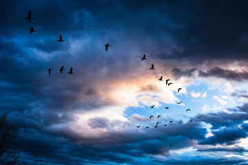 Flock of Birds Flying in Silhouette beneath Dramatic Clouds at Sunset