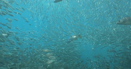 Yellow snapper (Lutjanus argentiventris), hunting sardines, reefs of Sea of Cortez, Pacific ocean. Espiritu santi island, Baja California Sur, Mexico. 