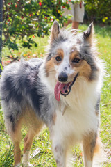 beautiful spring portrait of adorable gray and white border collie in the blossoming park