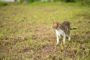 Fototapeta premium kitty on the grassland