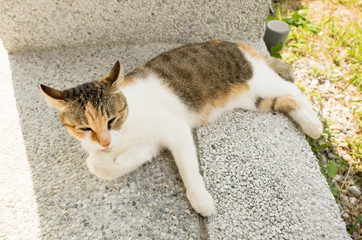 cat itch and wash