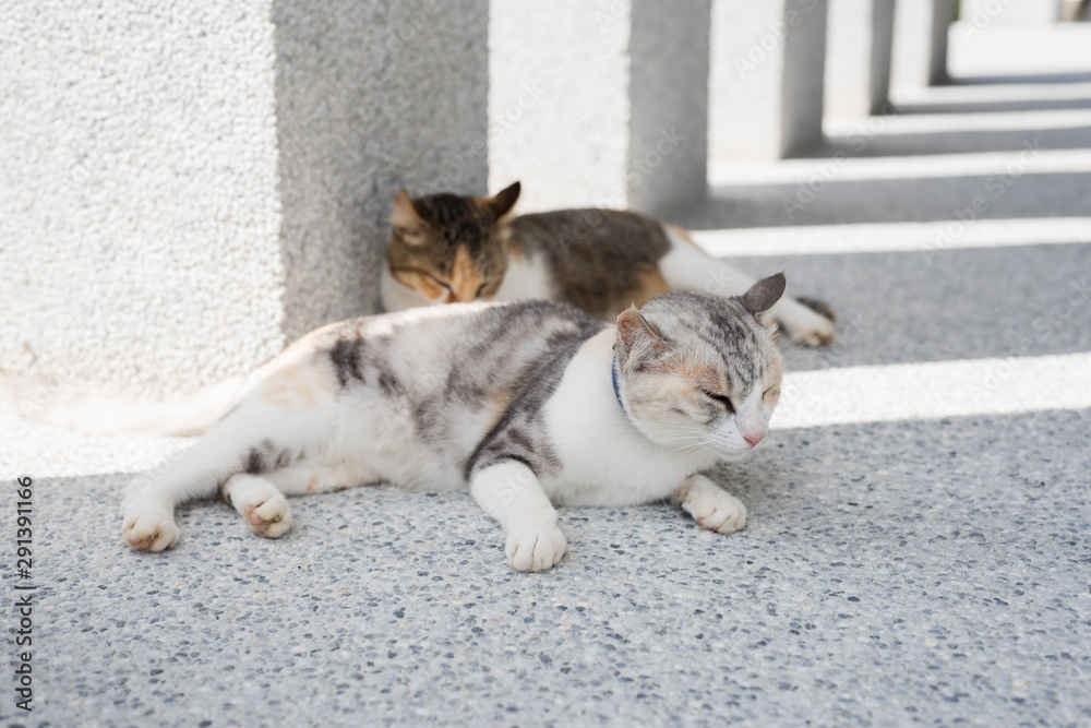 Wall mural cat sleeping with her daughter