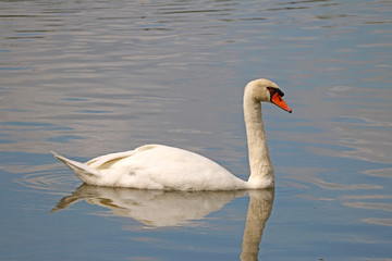 コブハクチョウ