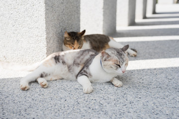 Fototapeta premium cat sleeping with her daughter