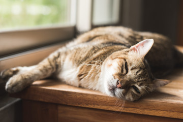 lazy cat sleeping