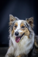 Gray and white border collie dog portrait with black background in the studio. Space for writing and advertising