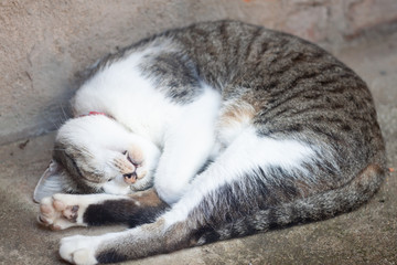 Naklejka na ściany i meble Thai cat sleeping in garden home