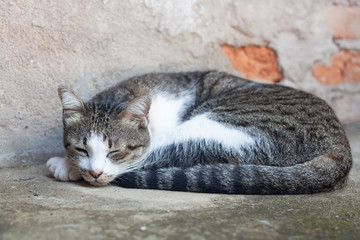 Naklejka na ściany i meble Thai cat sleeping in garden home