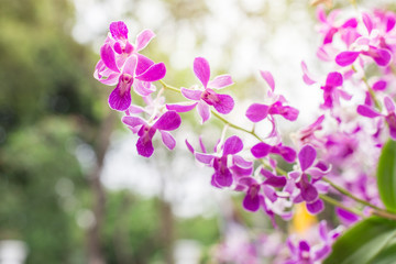 Beautiful white and purple orchid on blurred background with sunlight