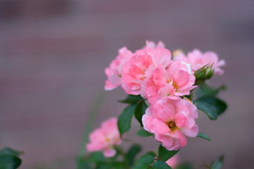 close up pretty pink orange roses in spring season