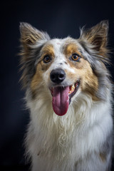 Gray and white border collie dog portrait with black background in the studio. Space for writing and advertising