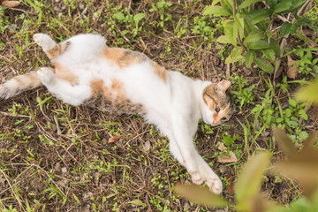 Naklejka na ściany i meble funny cat sleep on grassland