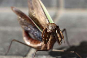 鎌を振り上げ、羽を広げて威嚇するカマキリ