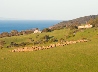 Flock of sheep on green hillside on Kangaroo Island with sea view