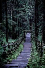 path in forest