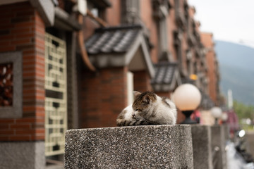 stray cat sit on the pillar