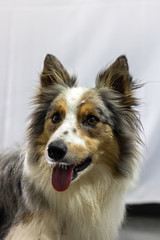 Gray and white border collie dog portrait with white background in the studio. Space for writing and advertising