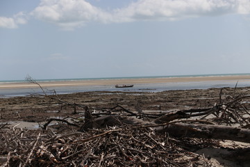 Fototapeta na wymiar Branches in a mangrove and a boat