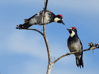 Two Acorn Woodpeckers on branches, facing each other, with cloudy blue sky in the background, melanerpes formicivorus